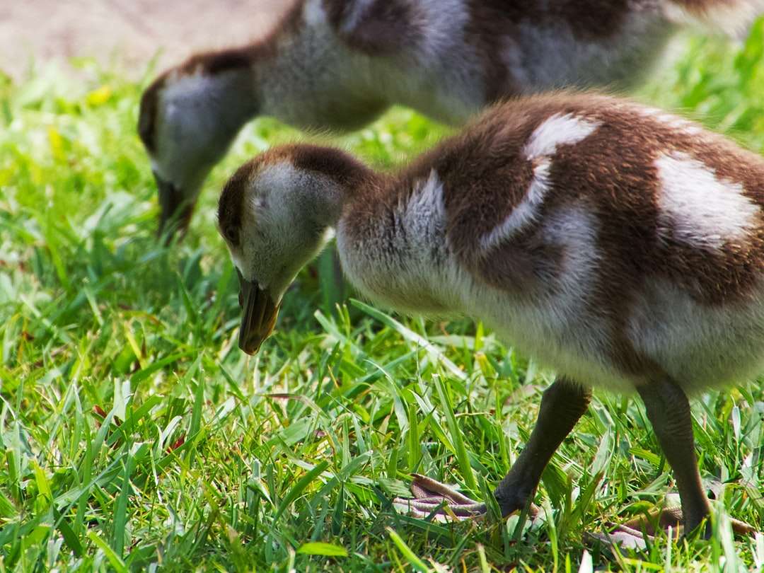 коричневая и белая утка на зеленой траве в дневное время пазл онлайн