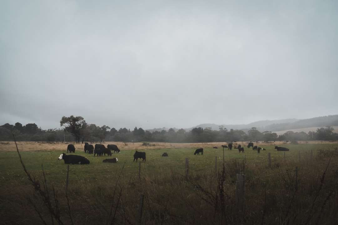 кафяви и черни крави на зелено тревно поле през деня онлайн пъзел