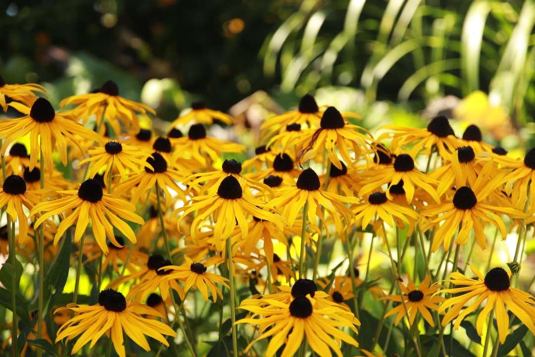 Gelbe Blumen in der Neigungsschichtlinse Online-Puzzle