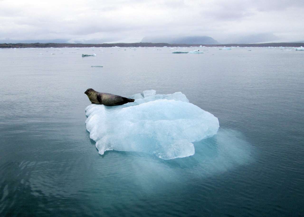 流氷の上に載っているアザラシ ジグソーパズルオンライン