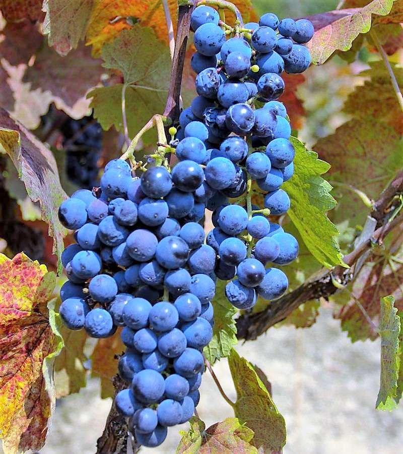 Región del vino de Prokupac en Serbia rompecabezas en línea