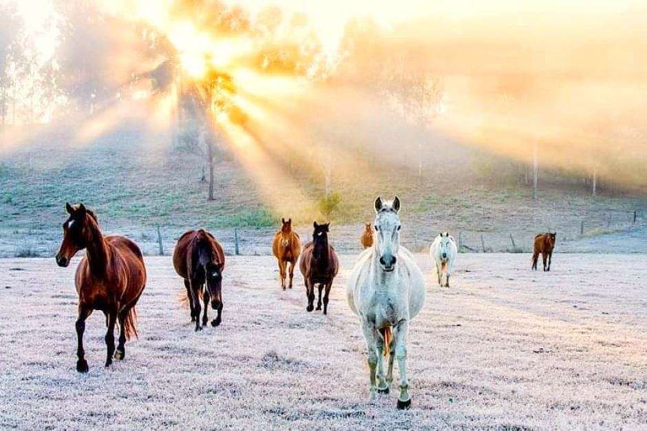 Eine Herde von Pferden bei Sonnenaufgang Online-Puzzle