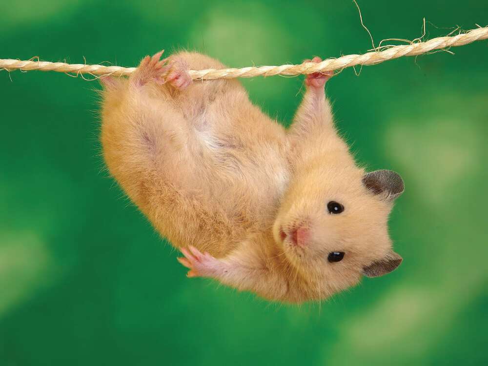 Schattige hamster legpuzzel online
