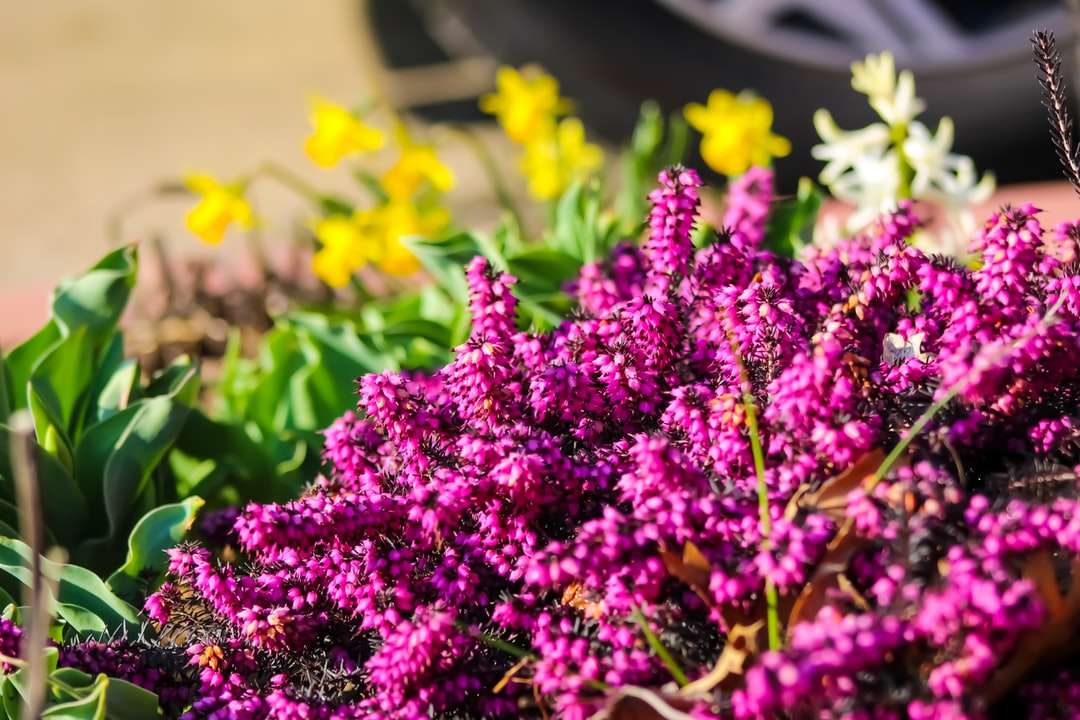 фіолетові квіти в нахилу зсув лінзи онлайн пазл