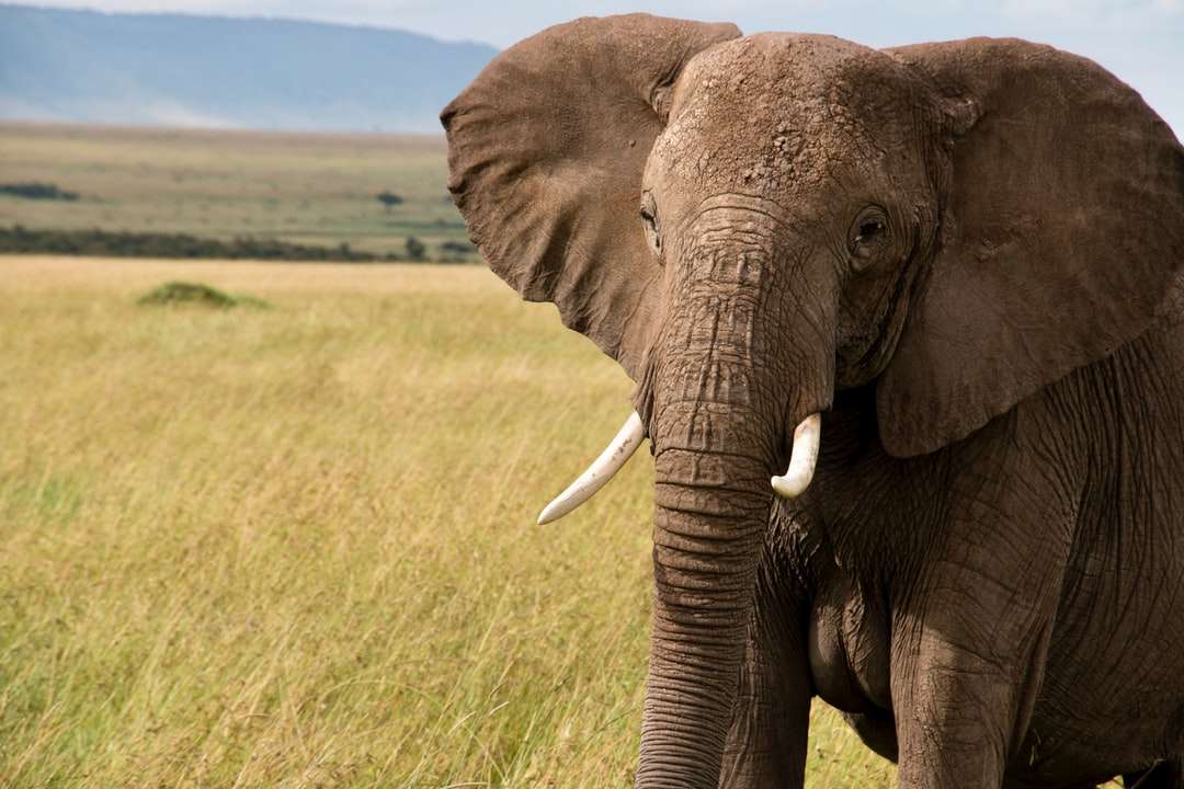 Brauner Elefant auf grüner Grasfeld tagsüber Online-Puzzle