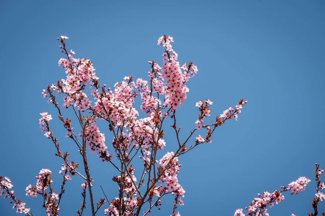 розов черешов цвят под синьо небе през деня онлайн пъзел