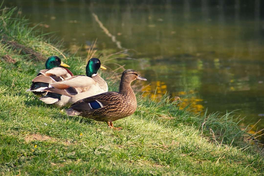 кафява и зелена патица на зелена трева близо до тялото на водата онлайн пъзел