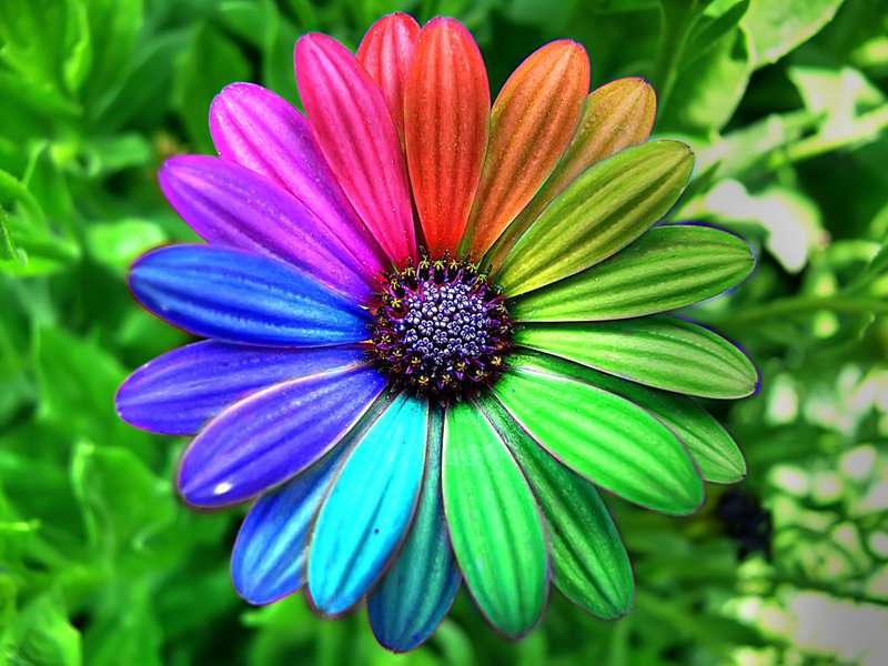 Χρώματα λουλουδιών online παζλ