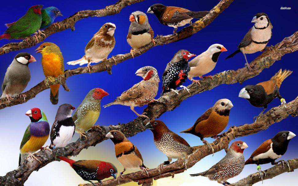 Spousta ptáků online puzzle