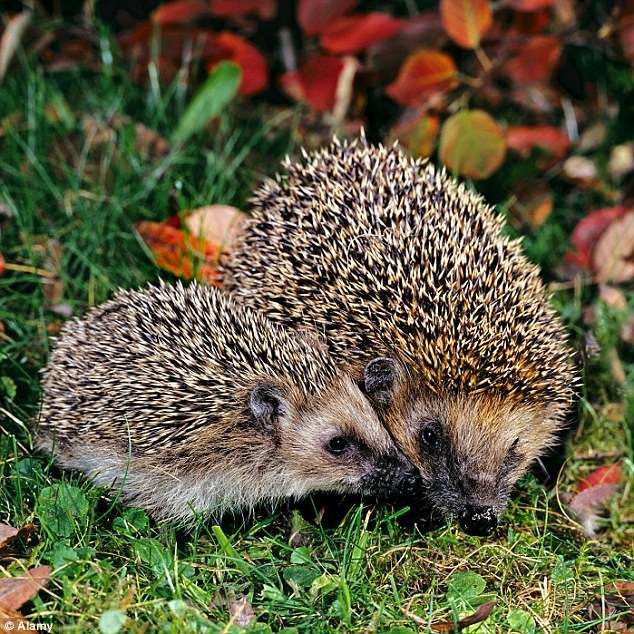 Hedgehog sull'erba puzzle online