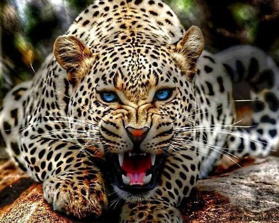 Jaguar peligroso rompecabezas en línea