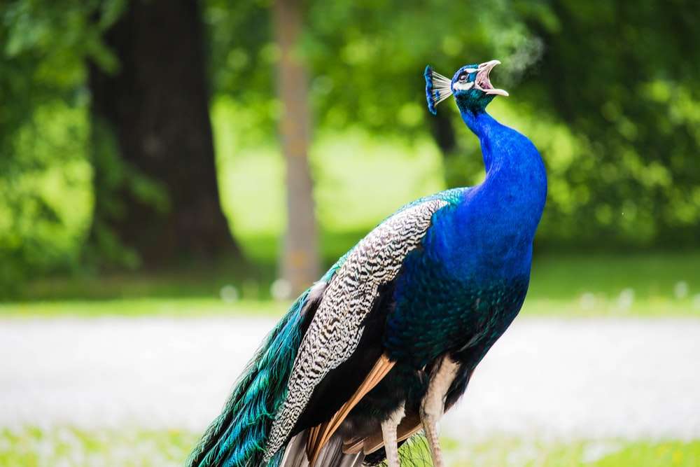 Peacock ausstellende Stimme. Puzzlespiel online