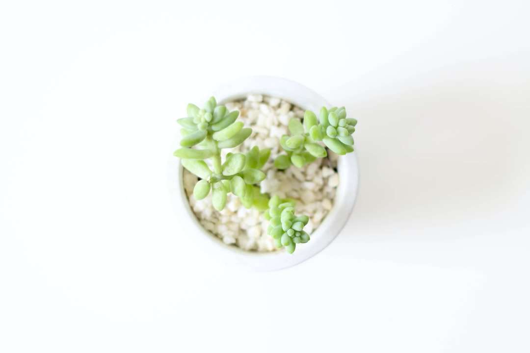 Planta verde sobre tazón de cerámica blanco rompecabezas en línea