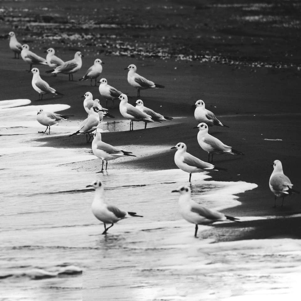 flock av fåglar på vatten under dagtid Pussel online