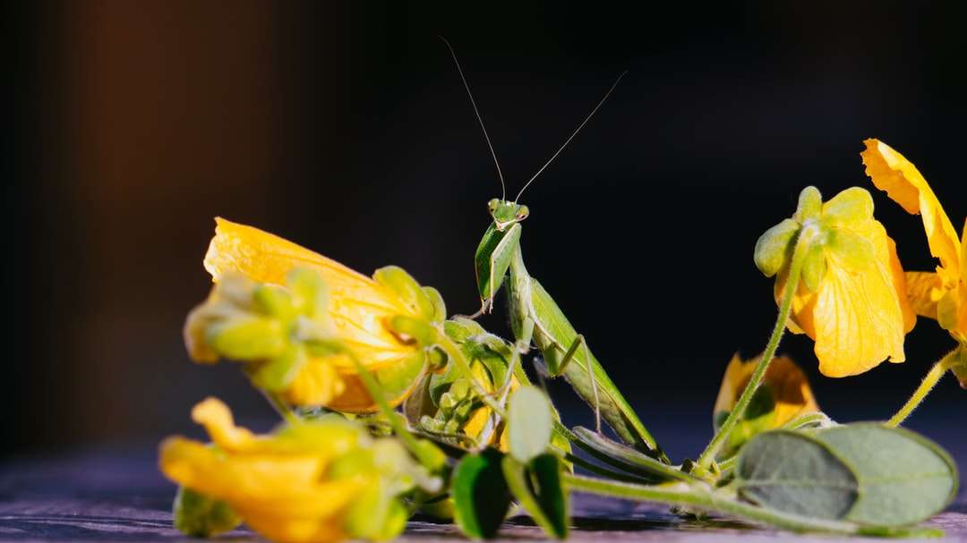 Grön gräshoppa uppflugen på gul blomma pussel på nätet