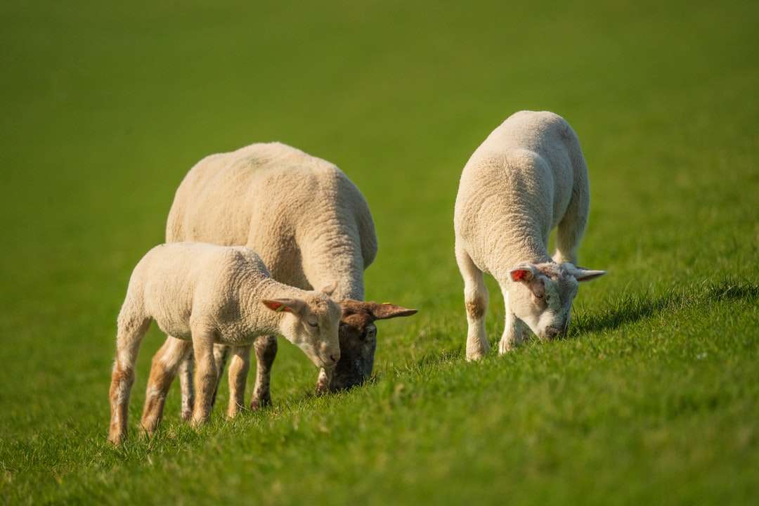昼間の緑の芝生のフィールドに白い羊 ジグソーパズルオンライン