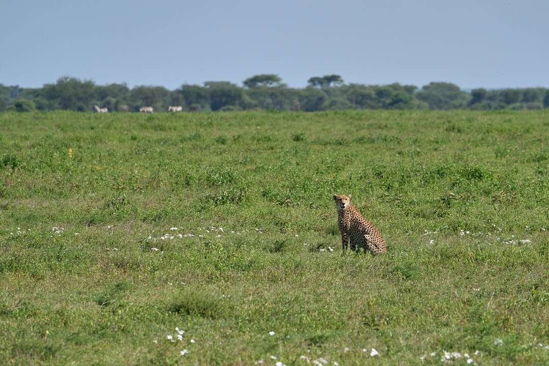коричневый и черный леопард на поле зеленой травы в дневное время пазл онлайн