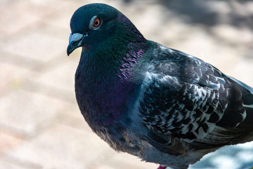 Pájaro azul y negro en arena marrón durante el día rompecabezas en línea
