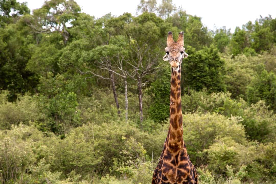 Braune Giraffe, die während der Tageszeit auf grüner Rasen steht Puzzlespiel online