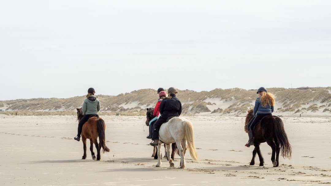 Az ember kék kabát lovaglás fehér ló fehér homok online puzzle