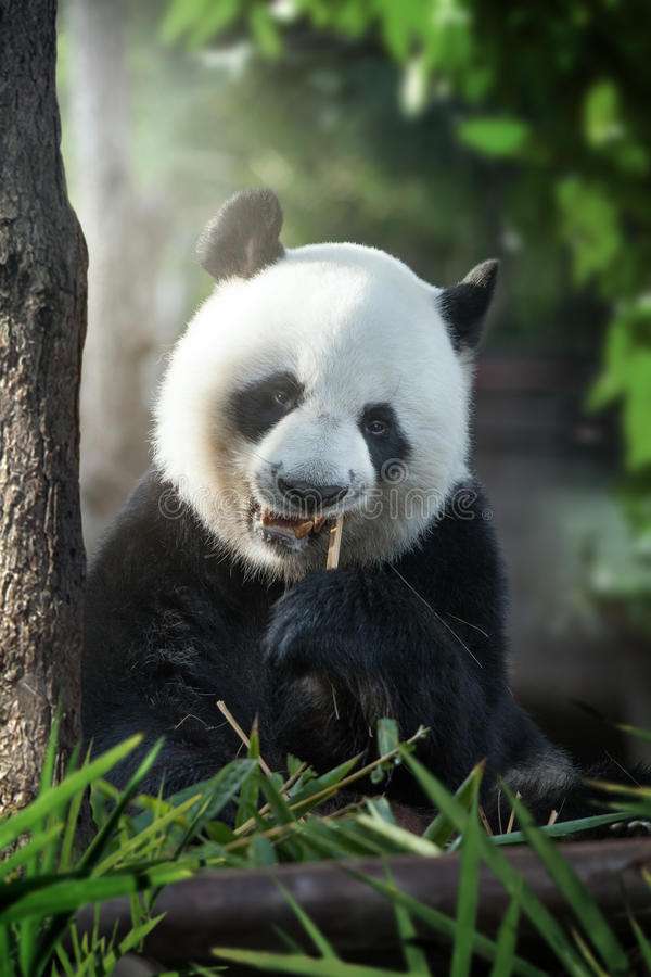 Panda.... pussel på nätet