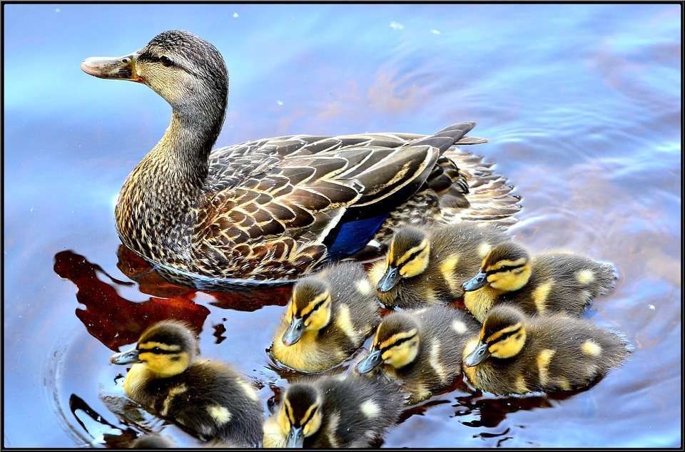 Eine Familie von Duck in einem Teich Puzzlespiel online