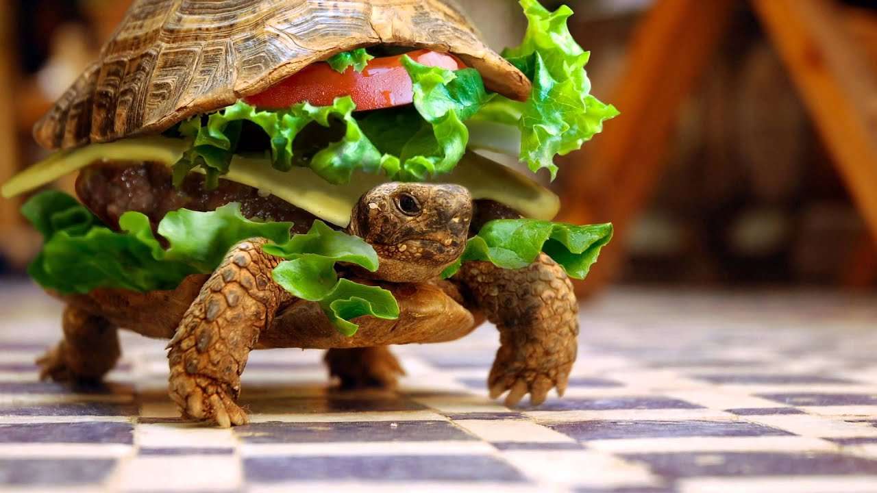 сэндвич с черепахой пазл онлайн