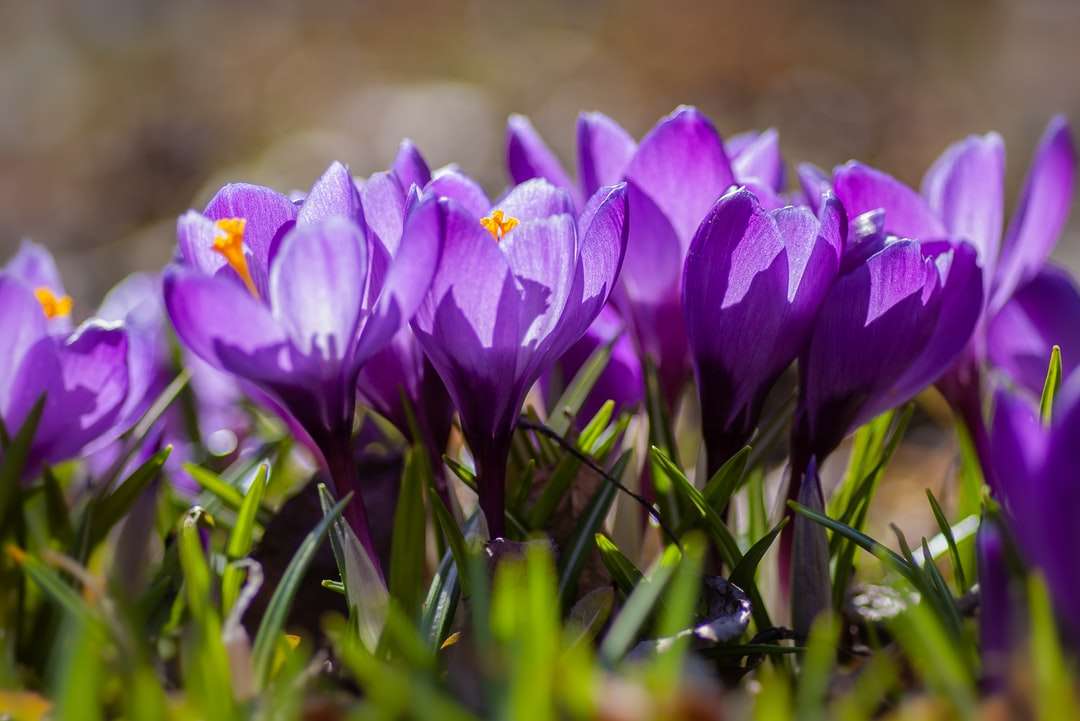 Лилаво крокус цветя в цъфтеж през деня онлайн пъзел