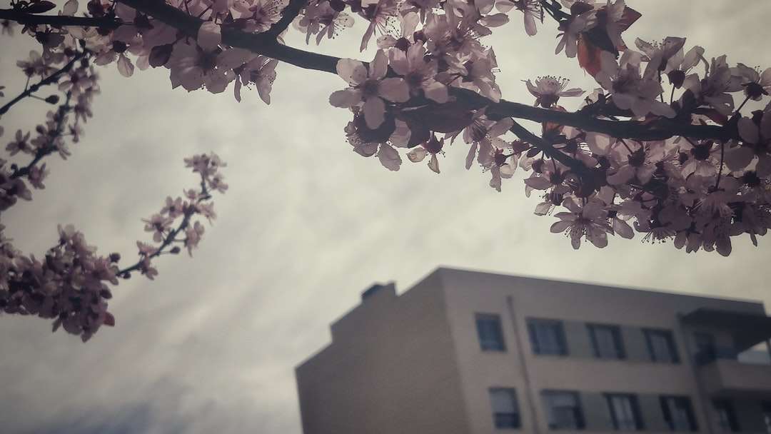 Fehér virágfa barna beton épület közelében kirakós online