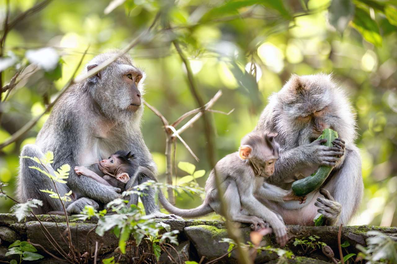 Opičí rodina online puzzle