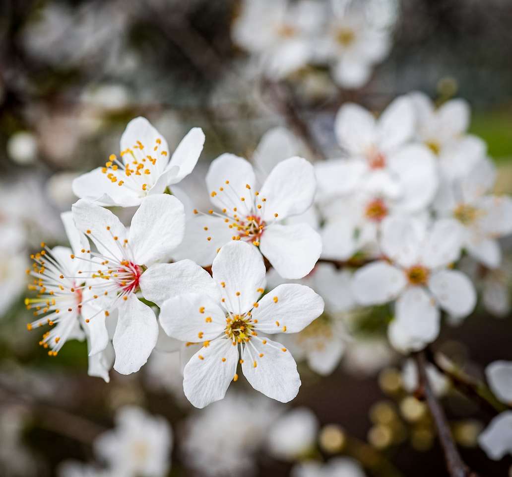 Weiße Kirschblüte in der Blütezeit tagsüber Online-Puzzle
