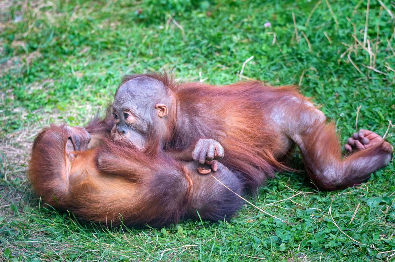 Kleine orangutany. Online-Puzzle