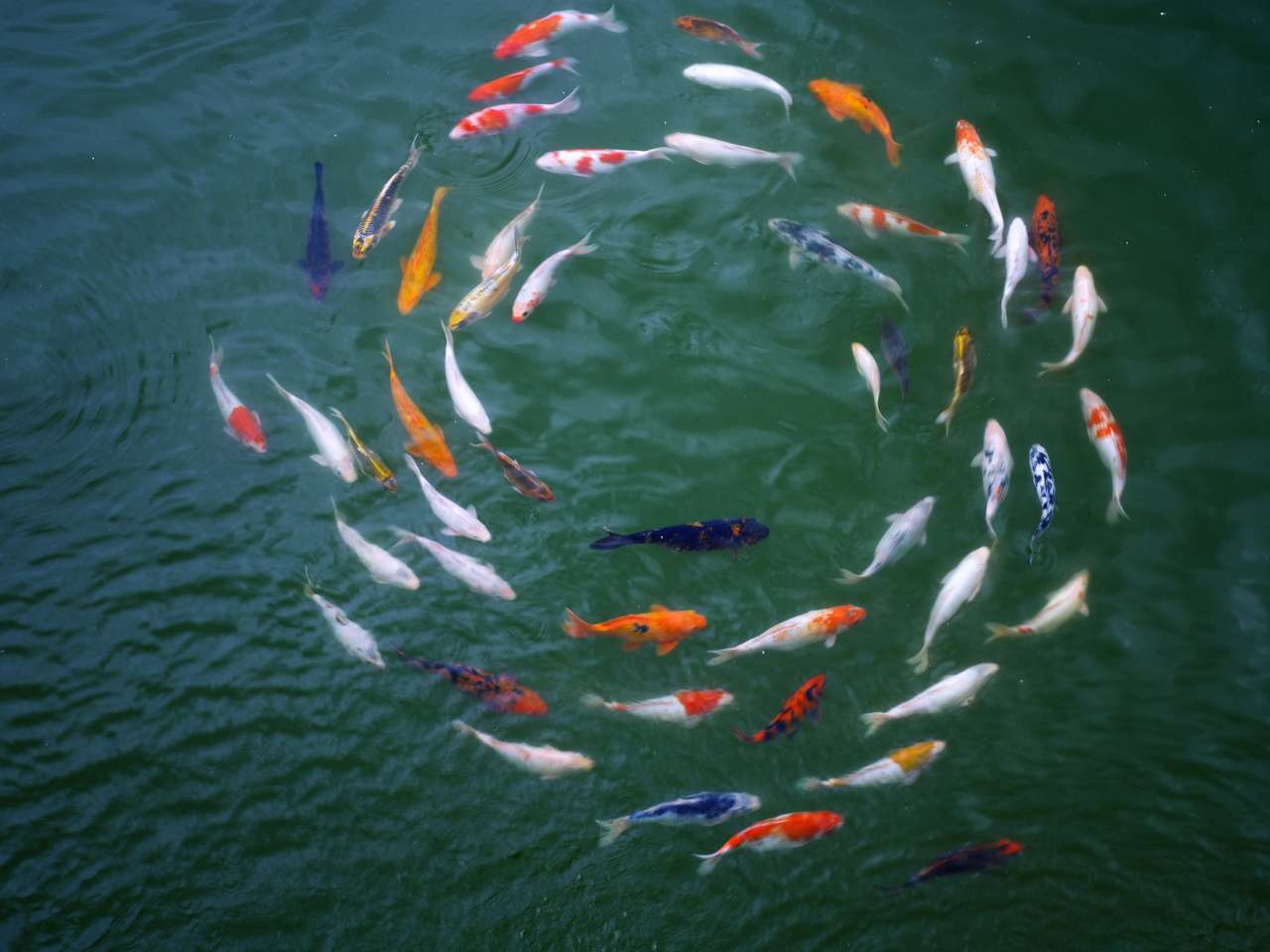 Vis in een cirkel legpuzzel online
