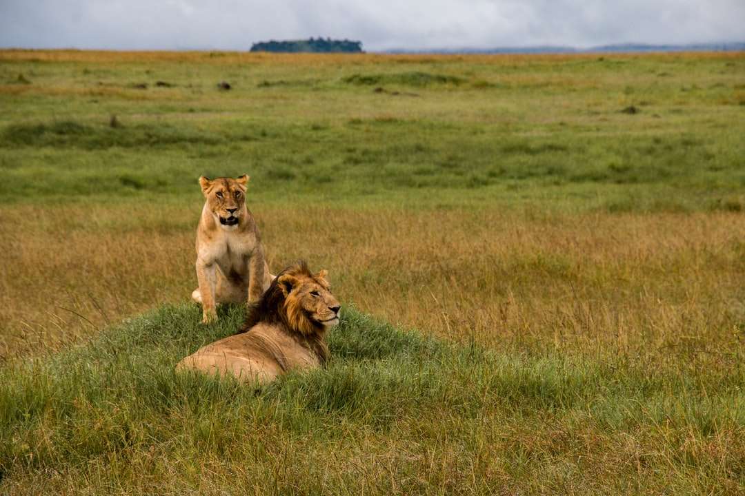 Καφέ λιοντάρι που βρίσκεται σε πράσινο γρασίδι κατά τη διάρκεια της ημέρας παζλ online