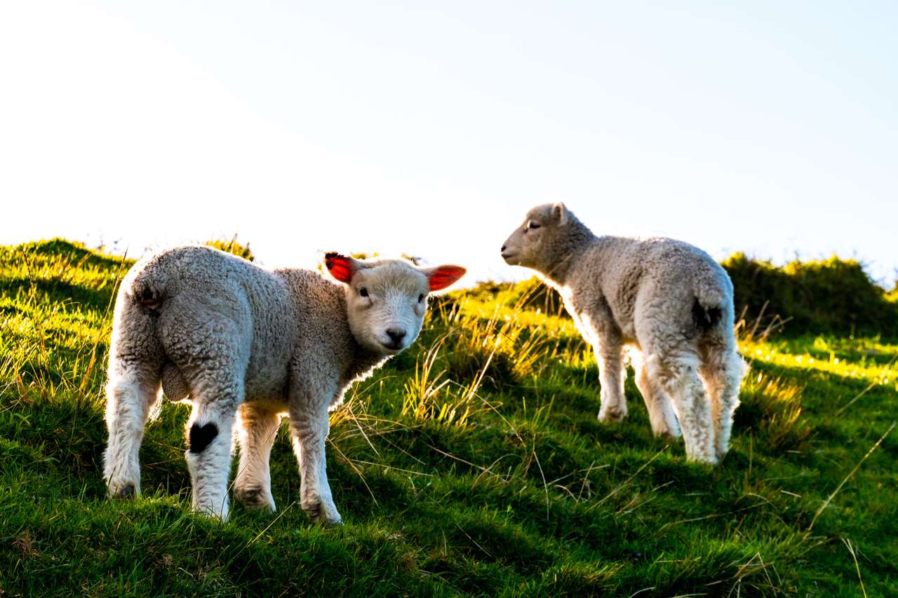 вівці на траві пазл онлайн