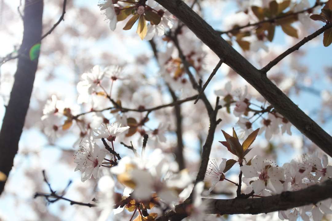 Fehér Cherry Blossom Bloom napközben kirakós online