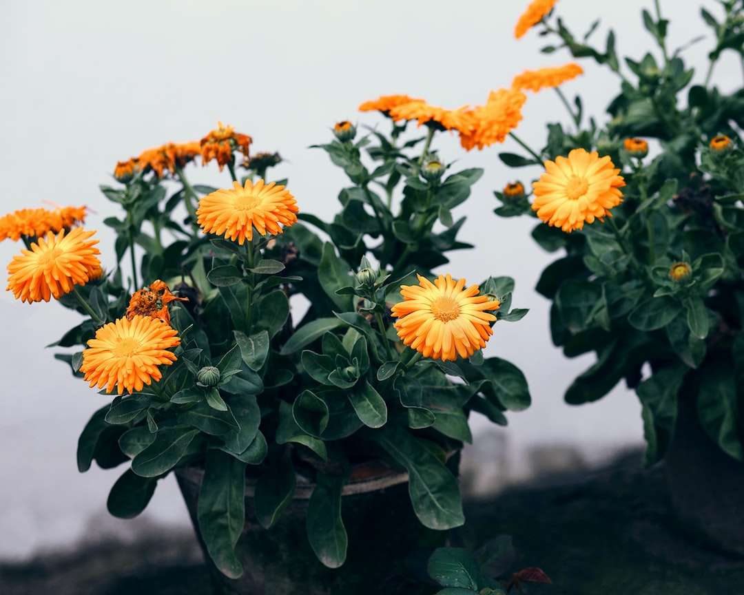 Κίτρινα και πορτοκαλί λουλούδια σε πράσινο βάζο παζλ online
