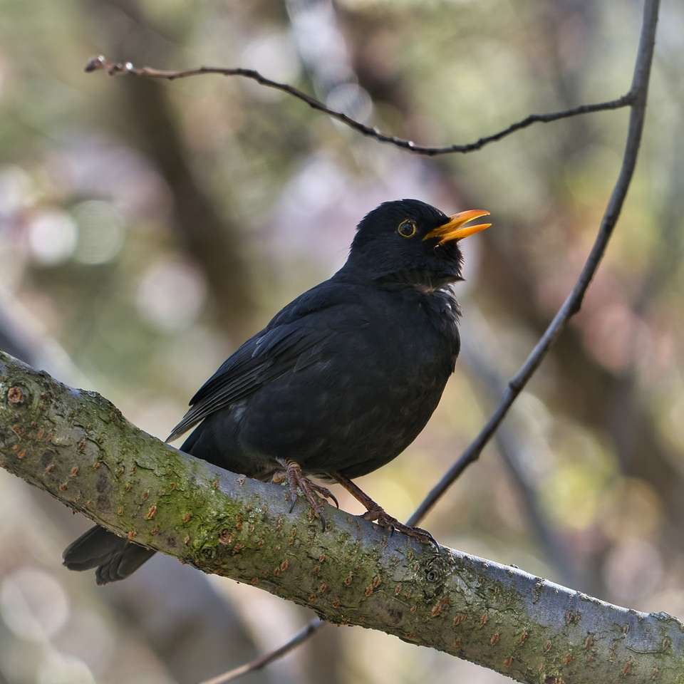 Μαύρο πουλί στο κλαδί δέντρου κατά τη διάρκεια της ημέρας παζλ online