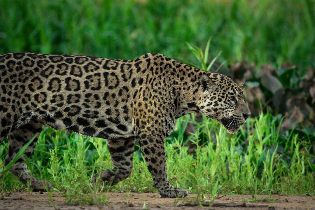 Leopardo che cammina sull'erba verde durante il giorno puzzle online