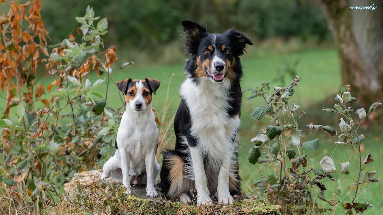Két kutya kirakós online