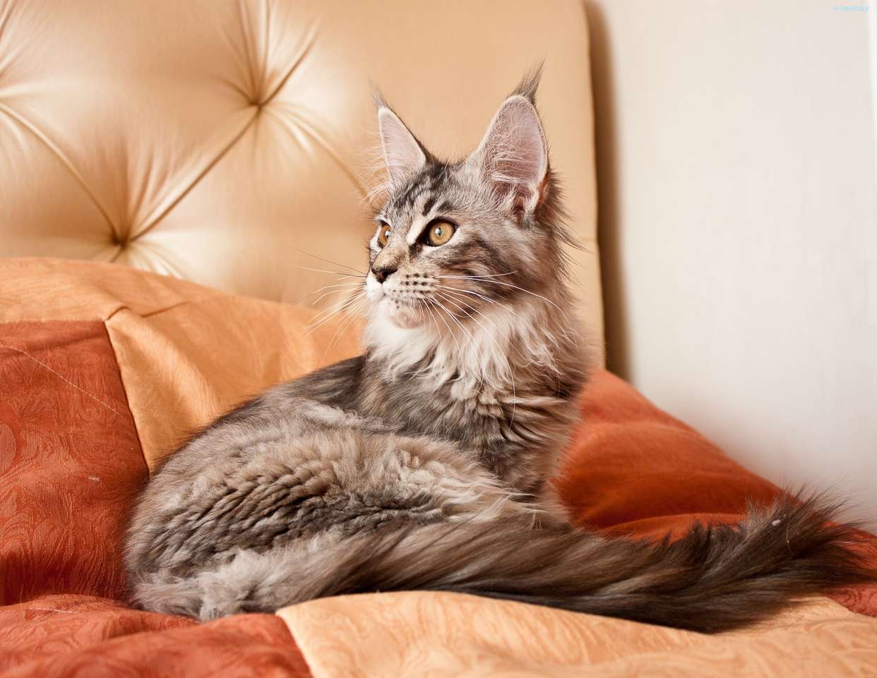 Коте на дивана онлайн пъзел