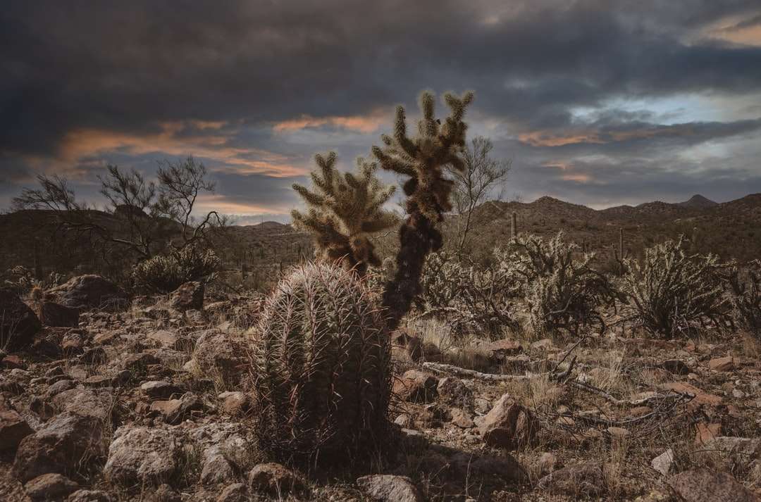Grön kaktus på brunt fält under molnig himmel under dagtid Pussel online