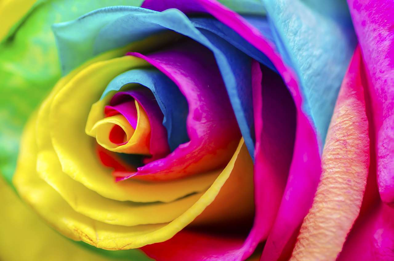 Rainbow Rose. puzzle online