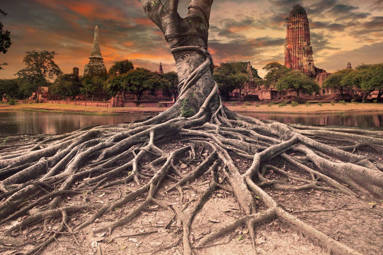 Árvore com grandes raízes quebra-cabeças online