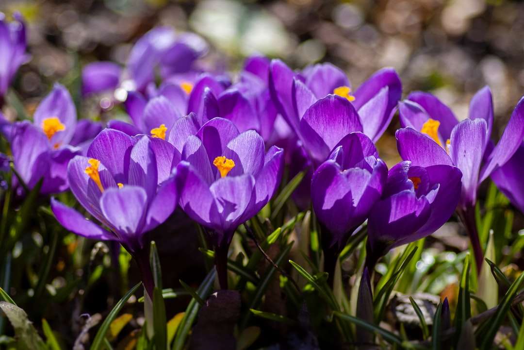 Purpurrote Krokusblumen in der Blüte tagsüber Puzzlespiel online