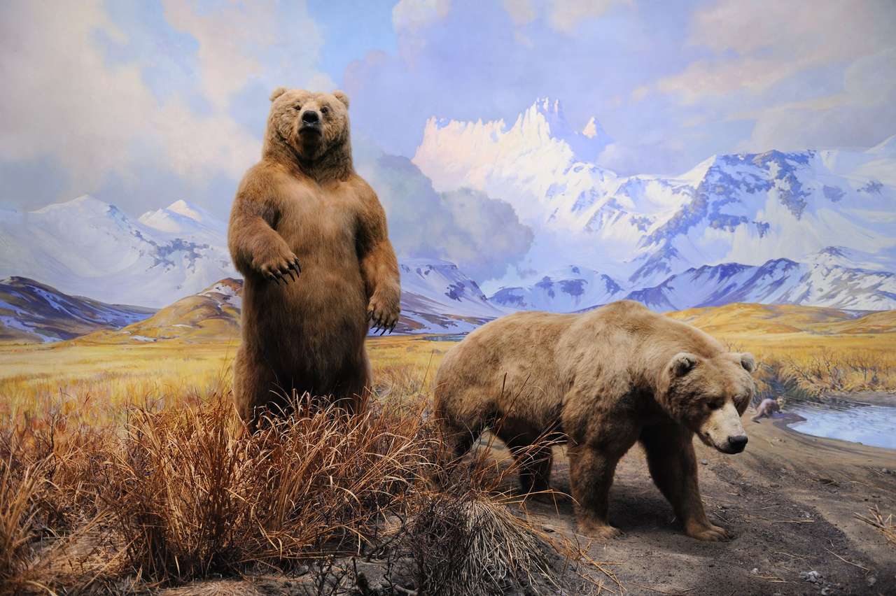 Medvídci v horách online puzzle