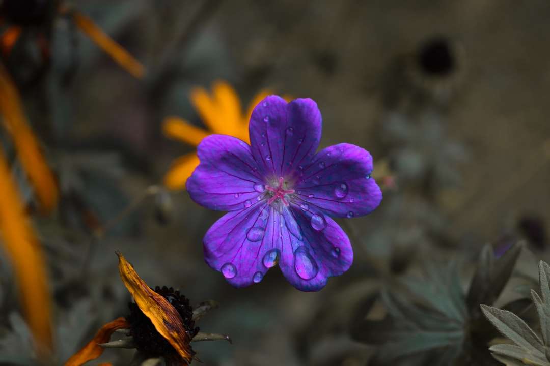 Lila blomma i lutningsskiftlins Pussel online