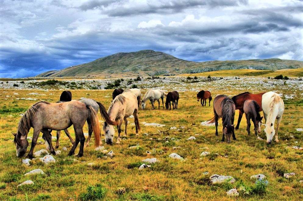 Дикие лошади в Боснии и Герцеговине онлайн-пазл