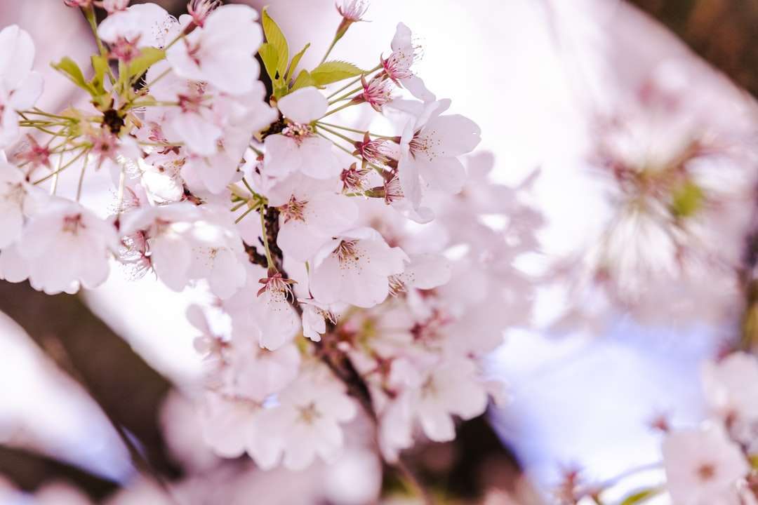 білий вишневий цвіт у крупним планом фотографії пазл онлайн