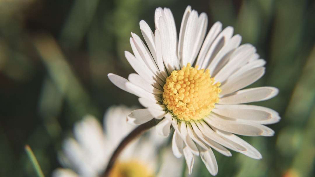 Vit Daisy i blom under dagtid pussel på nätet